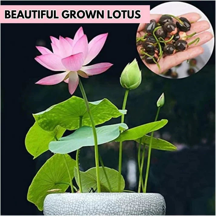 JAPANESE BONSAI LOTUS FLOWER SEEDS (BUY 1 GET 1 FREE)