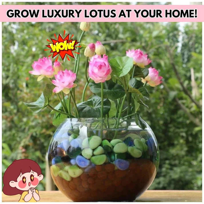 JAPANESE BONSAI LOTUS FLOWER SEEDS (BUY 1 GET 1 FREE)