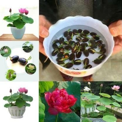 JAPANESE BONSAI LOTUS FLOWER SEEDS (BUY 1 GET 1 FREE)