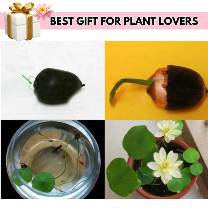 JAPANESE BONSAI LOTUS FLOWER SEEDS (BUY 1 GET 1 FREE)