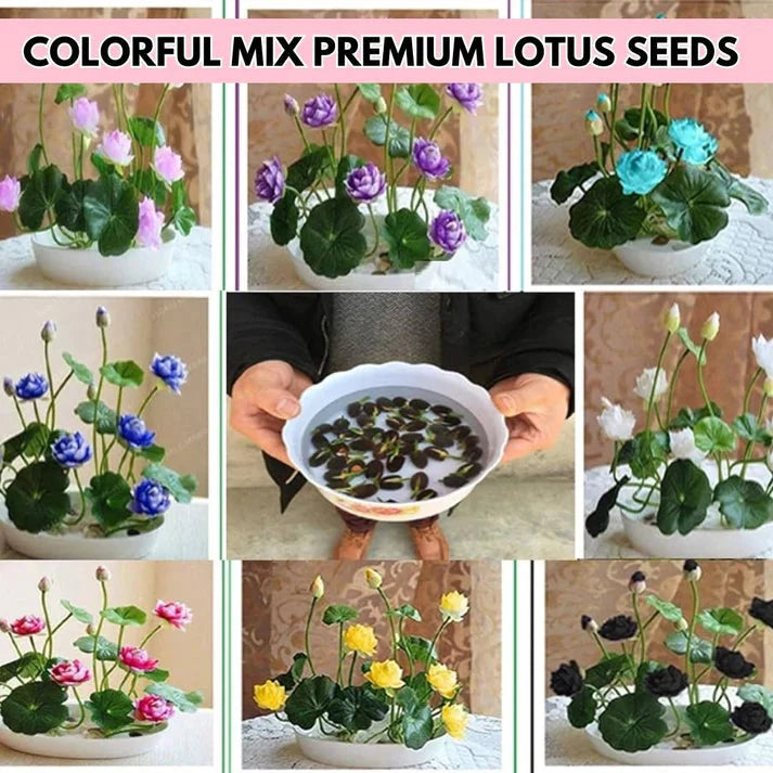 JAPANESE BONSAI LOTUS FLOWER SEEDS (BUY 1 GET 1 FREE)